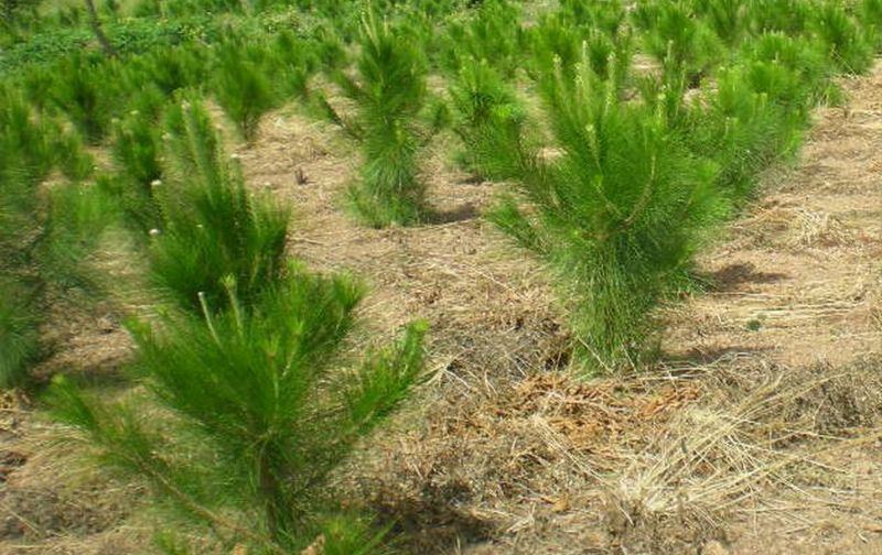 replant-1.jpg